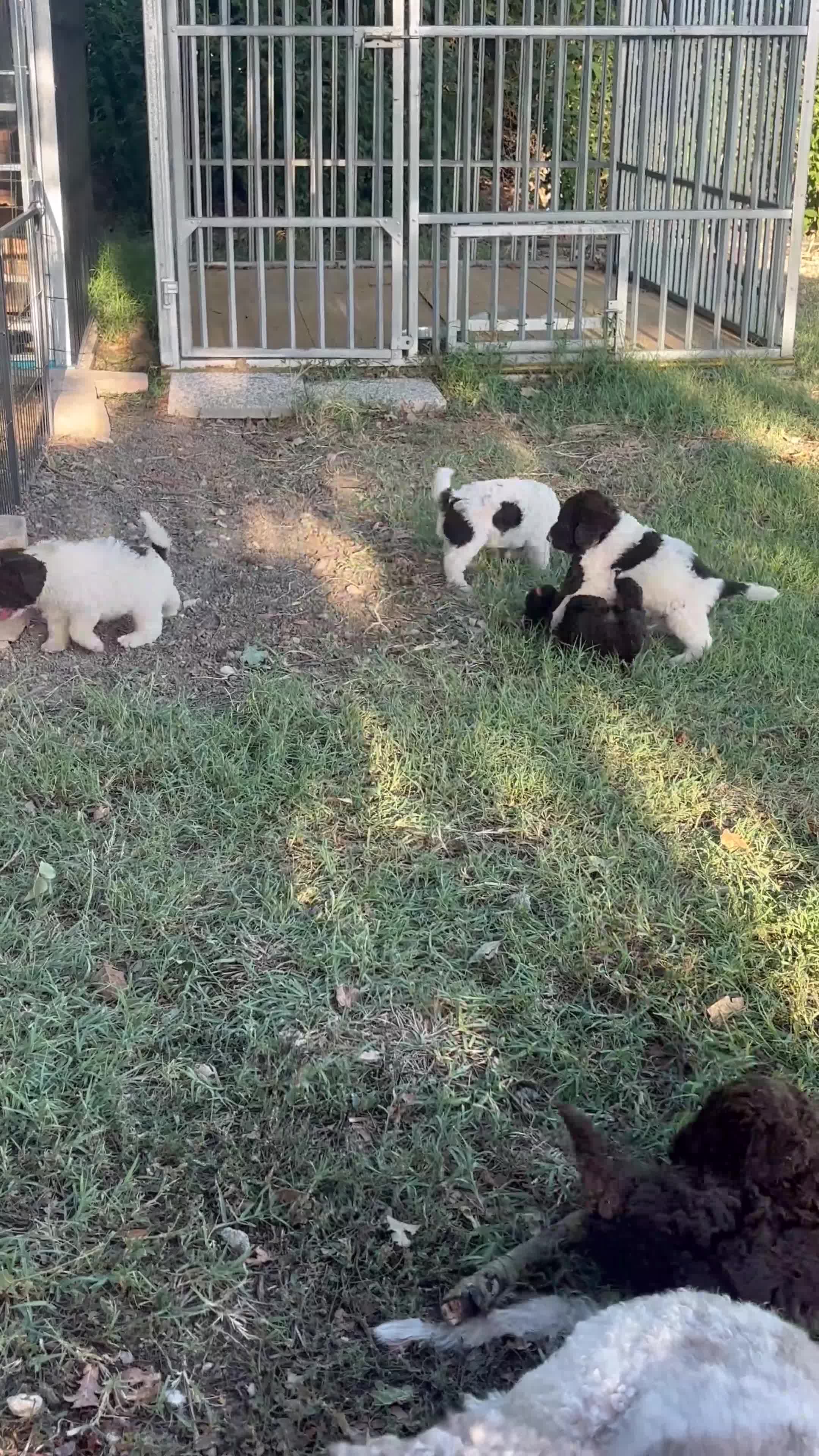 Lagotto cani in vendita: Cuccioli di lagotto romagnolo  a Provincia di Forlì-Cesena - Video 1