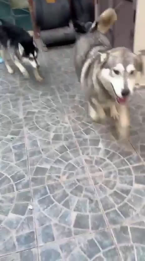 Husky cani in regalo: URGENTE RINUNCIA DI PROPRIETÀ ADOZIONE - Video 1