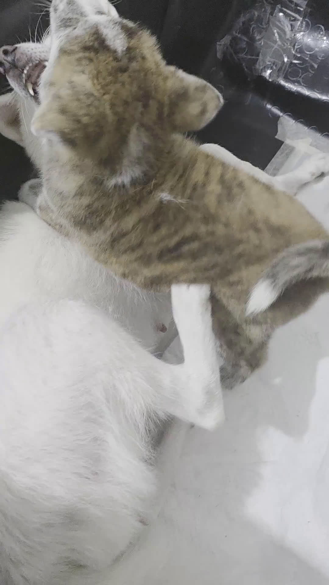 Akita Inu cani in vendita: Vendesi cuccioli Akita Inu ALTA GENEALOGIA  - Video 1