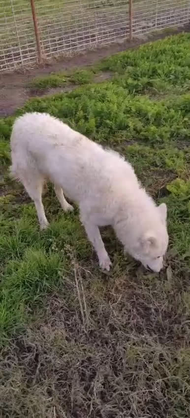 Meticcio cani in regalo: Claudia: 2 anni, taglia media, socievole  - Video 5