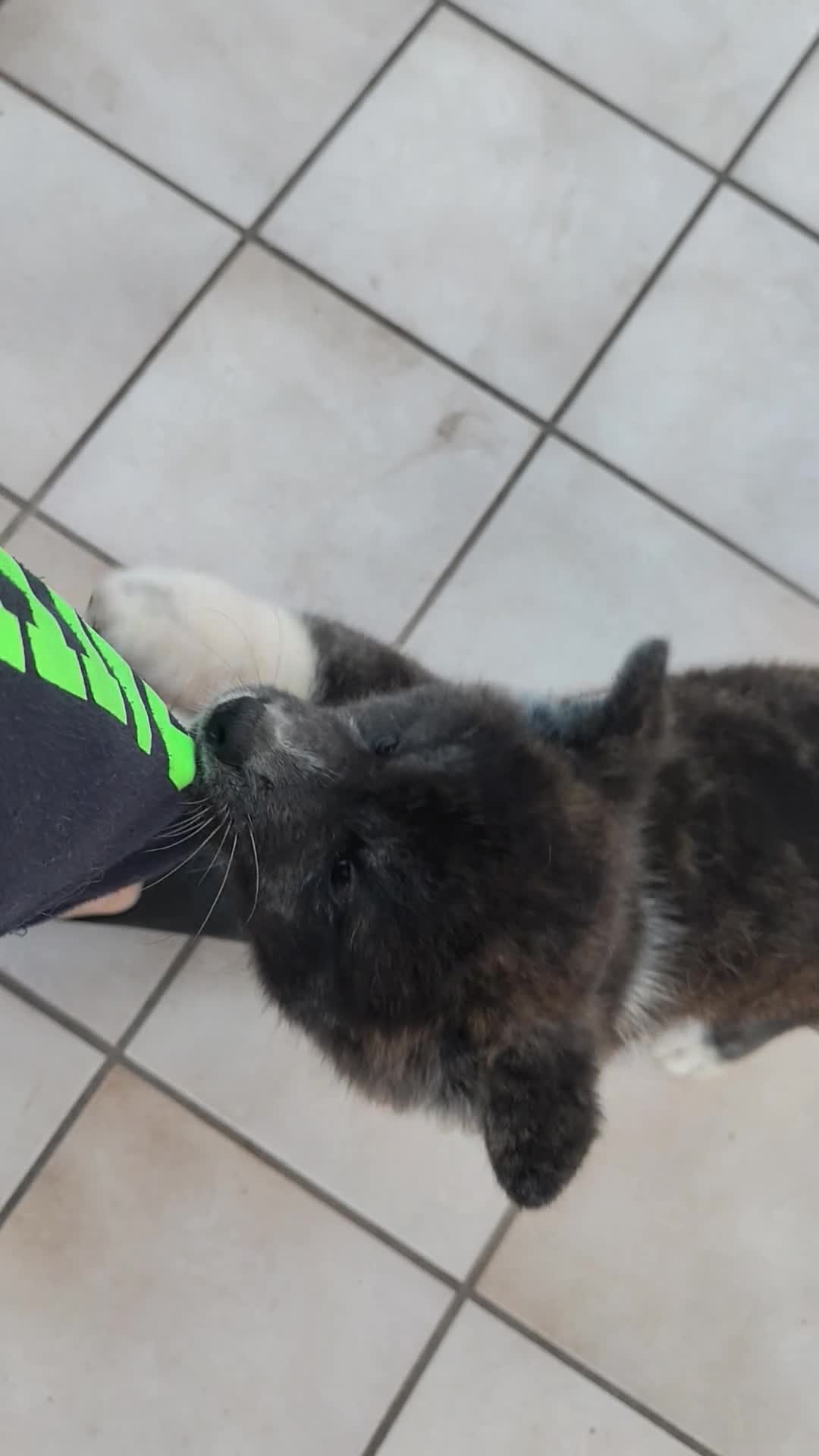 Akita Inu cani in vendita: Cuccioli di Akita giapponese  - Video 1