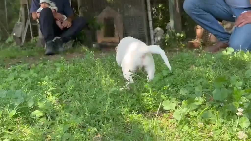 Setter Inglese cani in vendita: CUCCIOLI SETTER INGLESI - Video 1