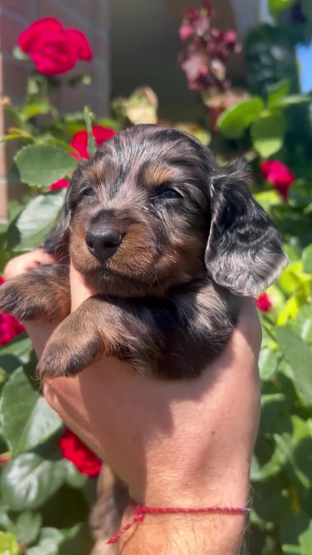 Bassotto cani in vendita: Cuccioli di bassotto con pedigree - Video 1