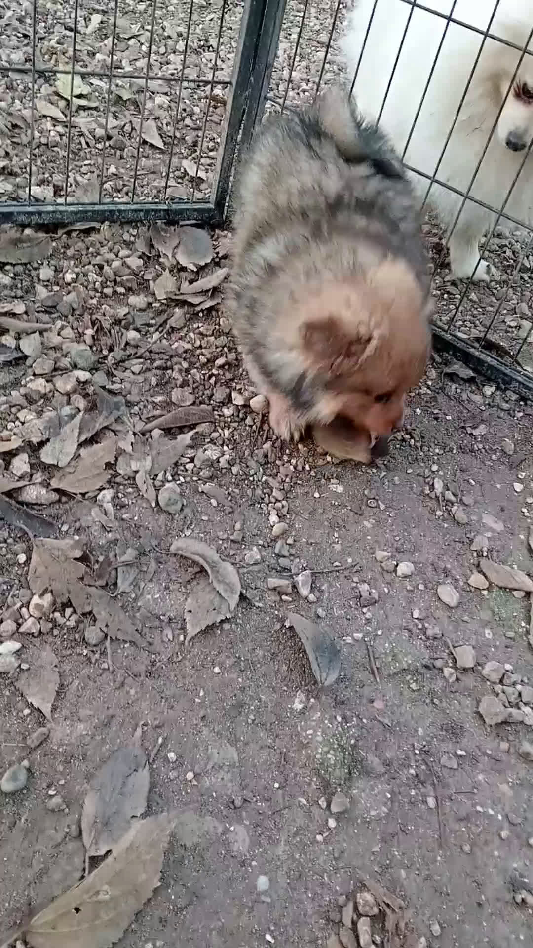 Spitz cani in vendita: Cucciole di Spitz Piccolo  - Video 1