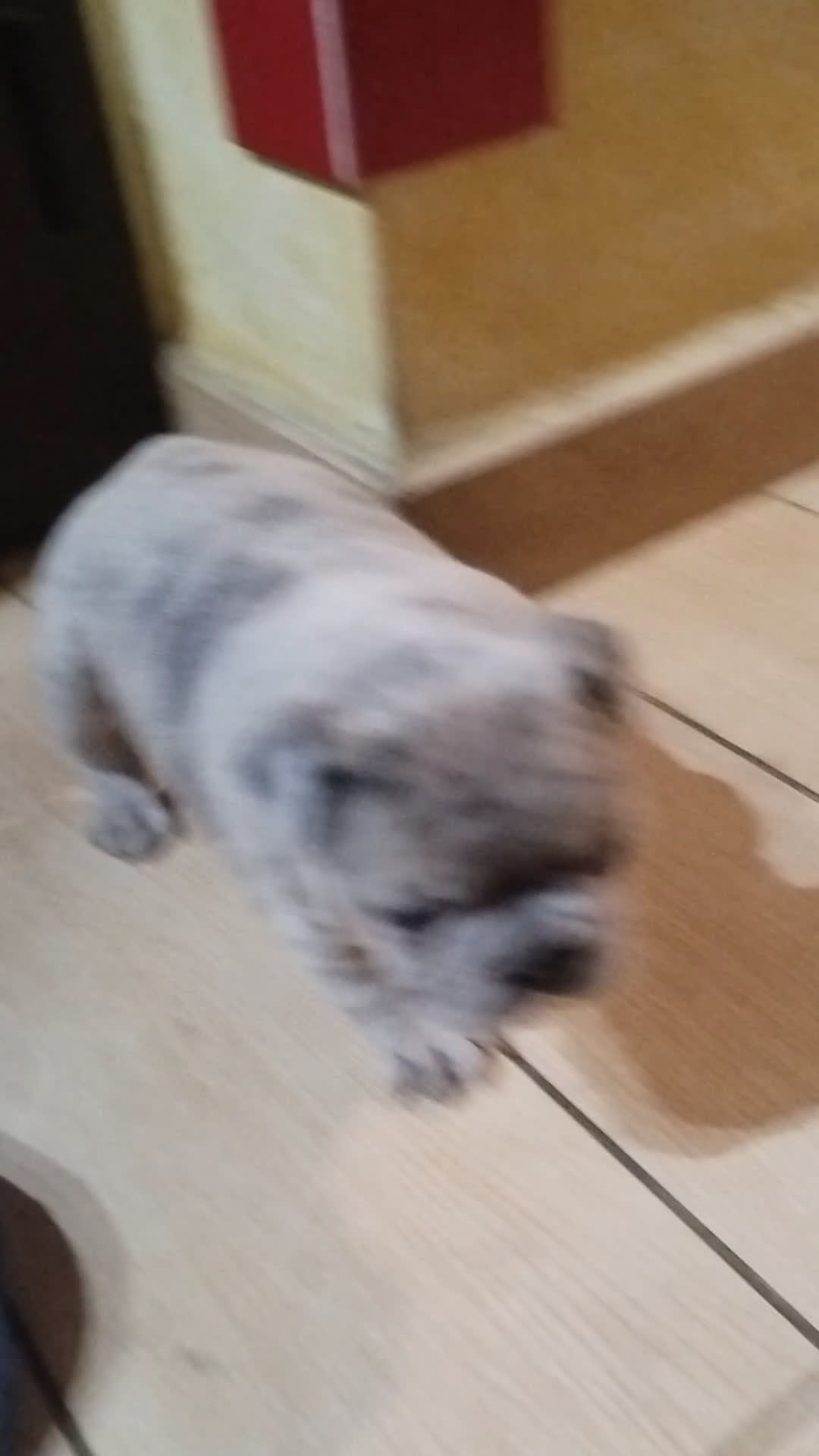 Bulldog Francese cani in vendita: Bulldog francese Blue Merle  - Video 1