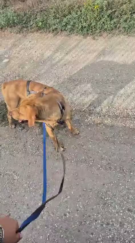 Meticcio cani in regalo: Flocky: 2 anni, taglia contenuta, socievole  - Video 1
