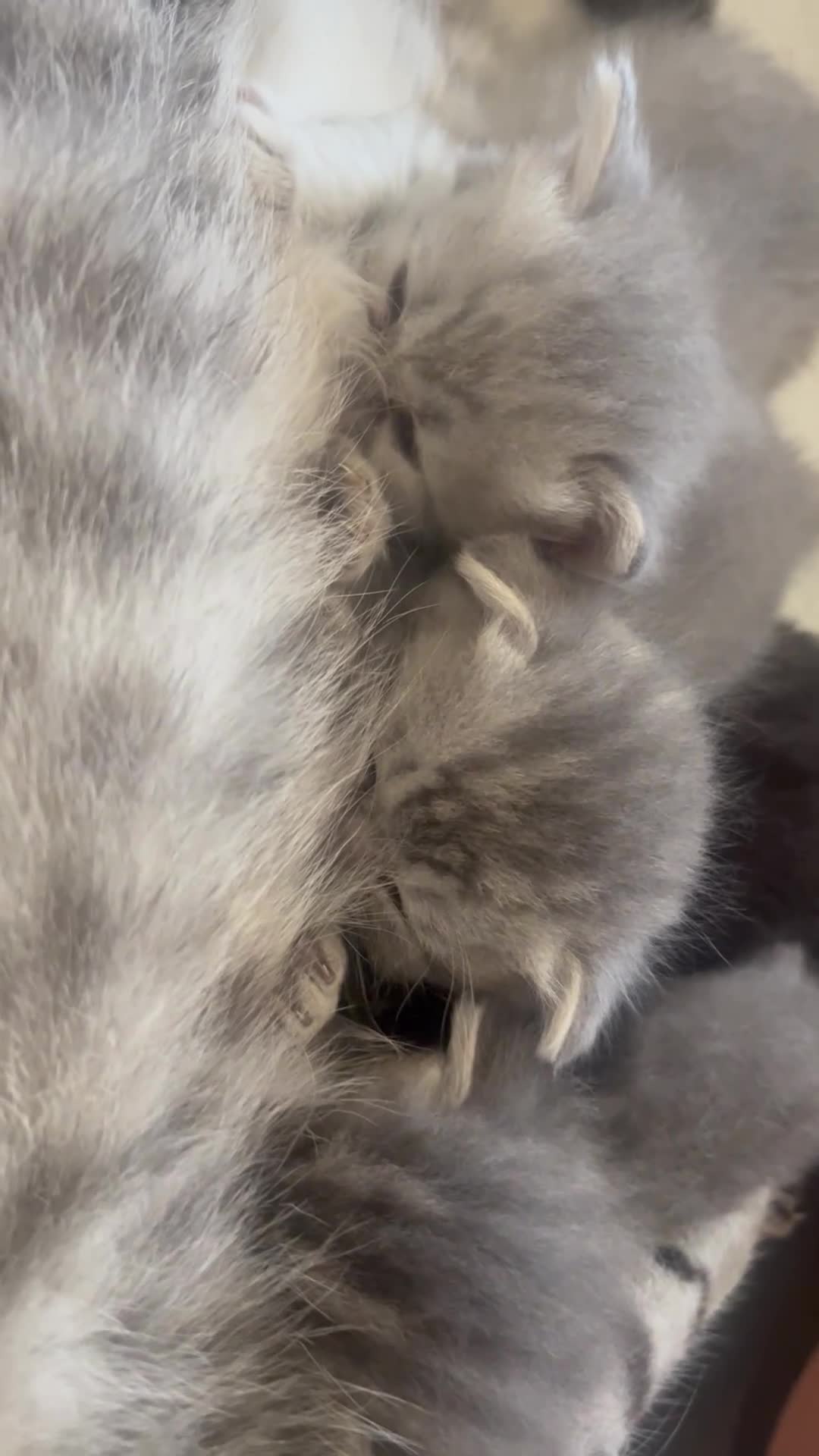Scottish gatti in vendita: Schottish fold  - Video 1