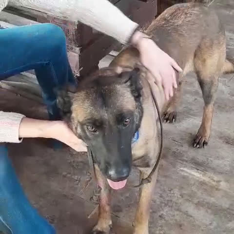 Meticcio cani in regalo: Akila, Malinois dolce e giocherellona - Video 2