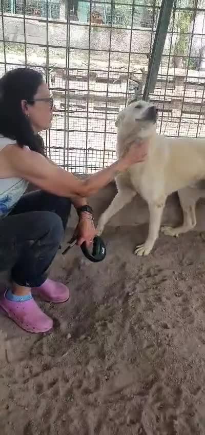 Labrador cani in regalo: Tommy, Labrador Mix Cucciolone in Canile - Video 1
