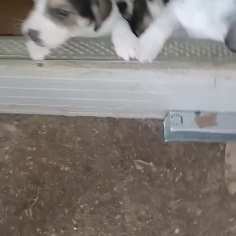 Meticcio cani in regalo: LA DOLCE ELETTRA - Video 1