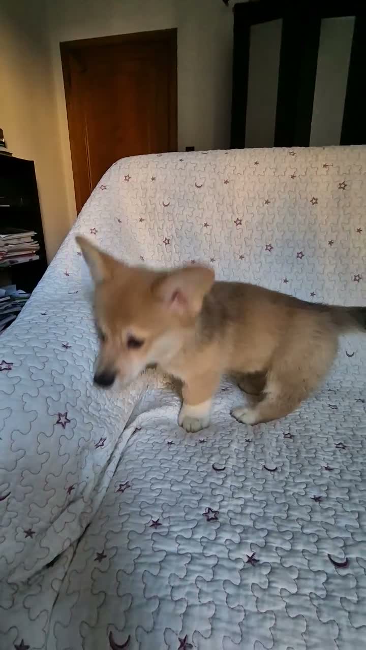 Corgi Pembroke cani in vendita: Cuccioli di Pembroke Welsh Corgi a Città Metropolitana di Firenze - Video 3