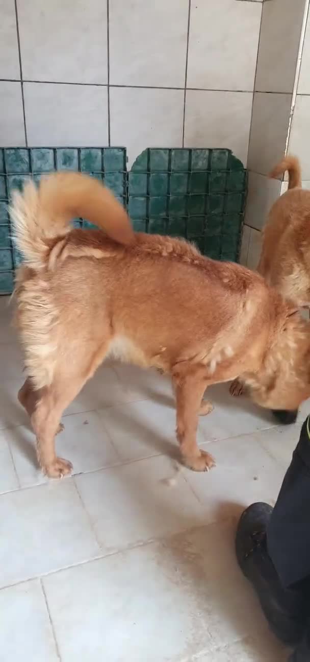 Chow Chow cani in regalo: Grazia, Chow Chow Mix in canile - Video 2