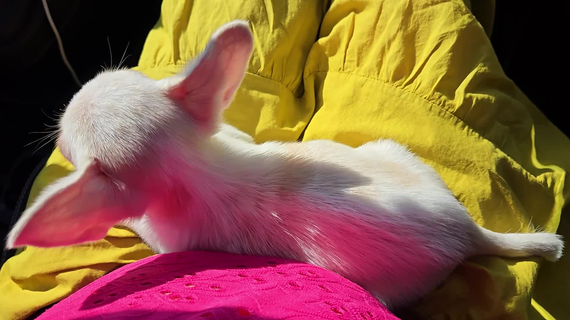 Chihuahua cani in vendita: Chihuahua  - Video 1