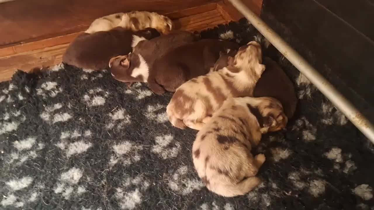 Australian Shepherd cani in vendita: aussie cuccioli a Città Metropolitana di Torino - Video 1