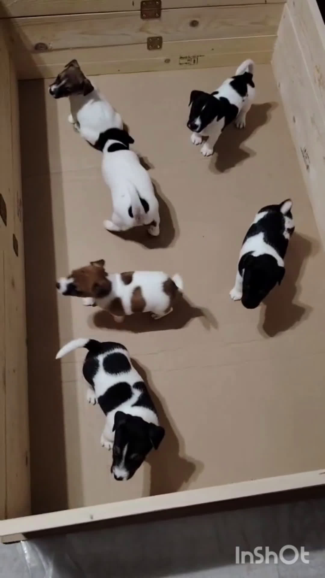 Jack Russell cani in vendita: Jack russel terrier tricolor - Video 1