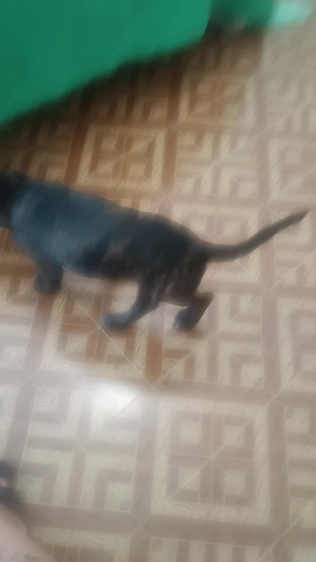 Cane Corso cani in vendita: Cucciola Cane Corso a Provincia di Forlì-Cesena - Video 2