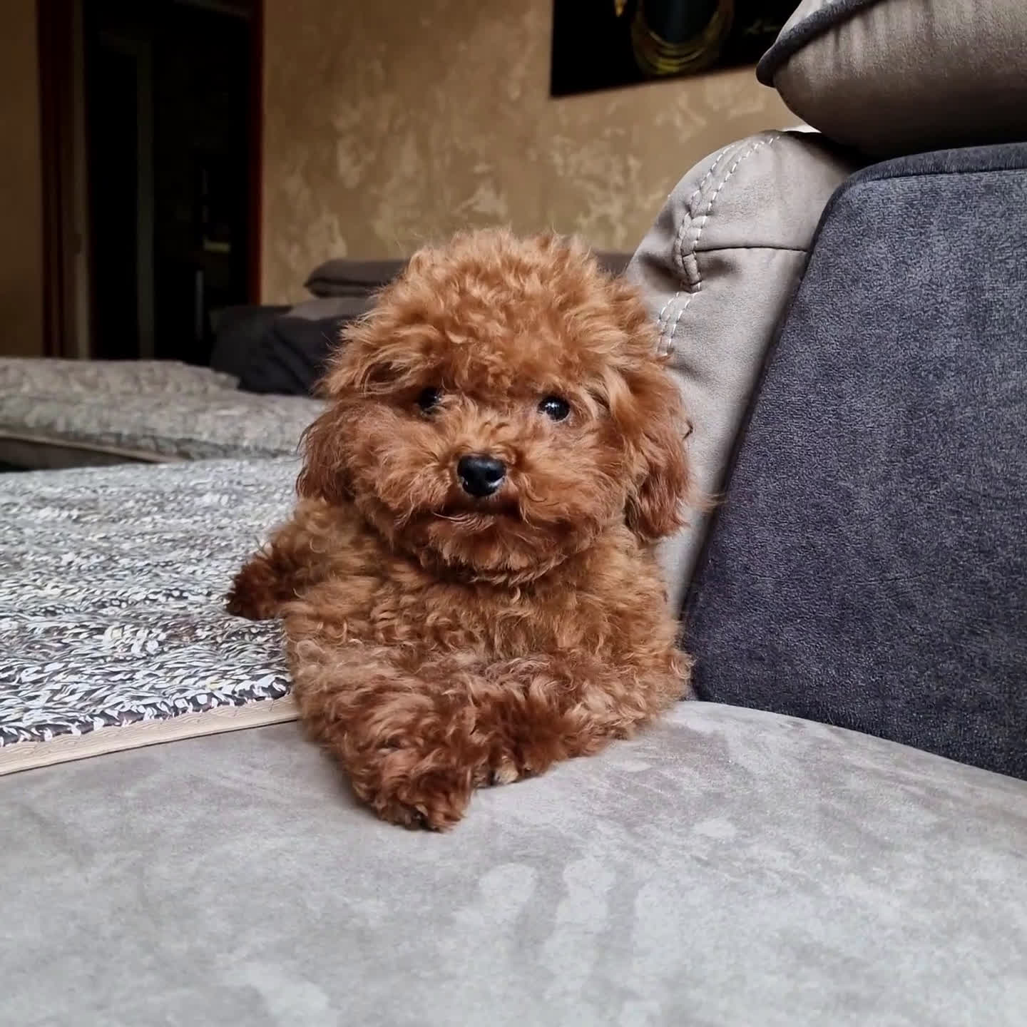 Barboncino Toy cani per accoppiamento: Barboncino per accopiamento  / monta - Video 2