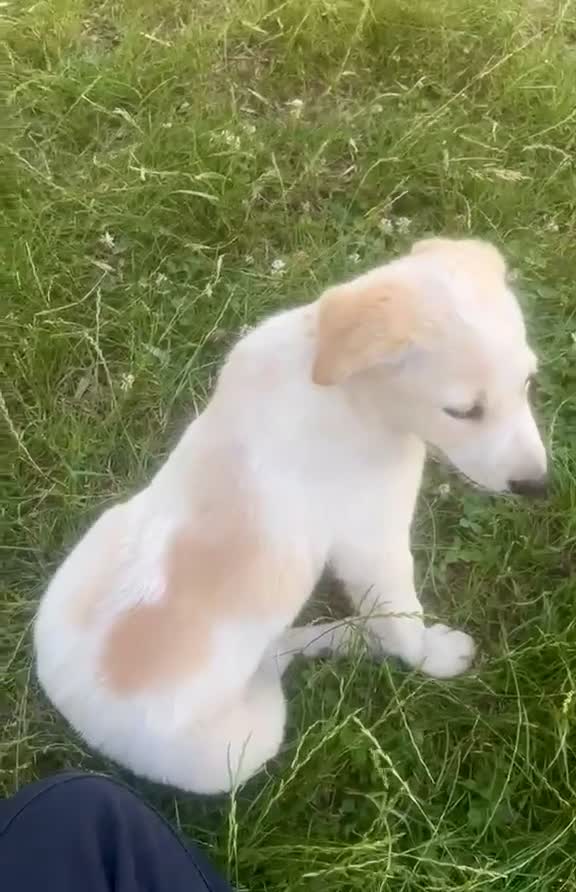 Meticcio cani in regalo: Cucciola 3 mesi femmina taglia media - Video 1