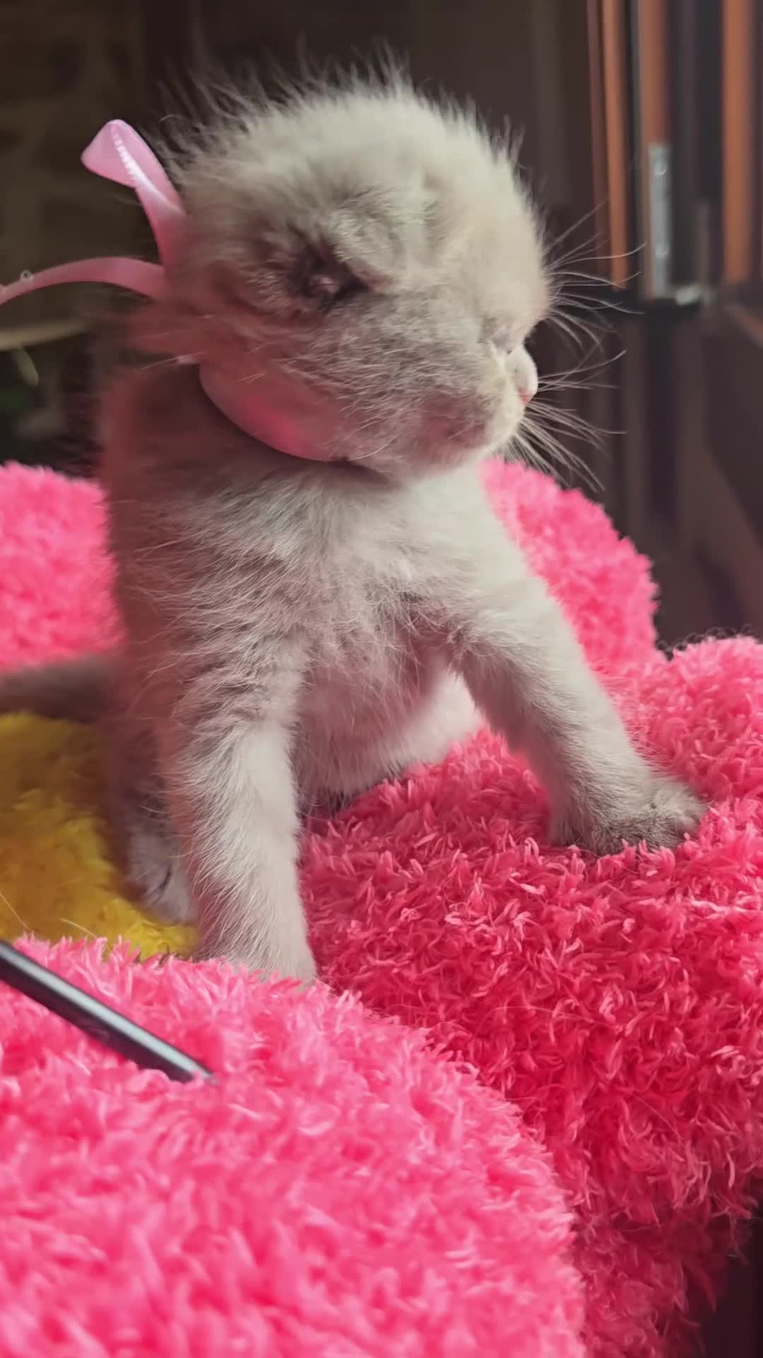 Scottish gatti in vendita: Cuccioli scottish fold e straight  - Video 3