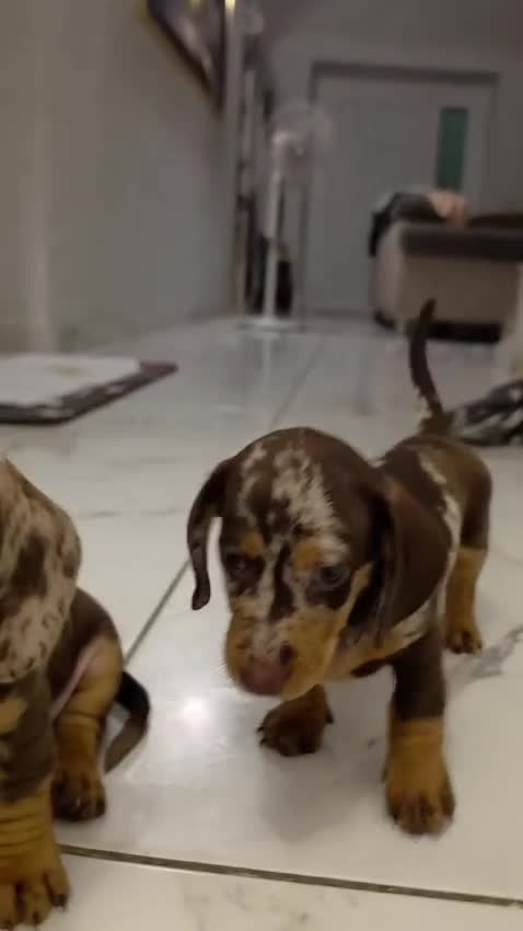 Bassotto Nano cani in vendita: Cuccioli di bassotto a pelo corto Arlecchino  - Video 2