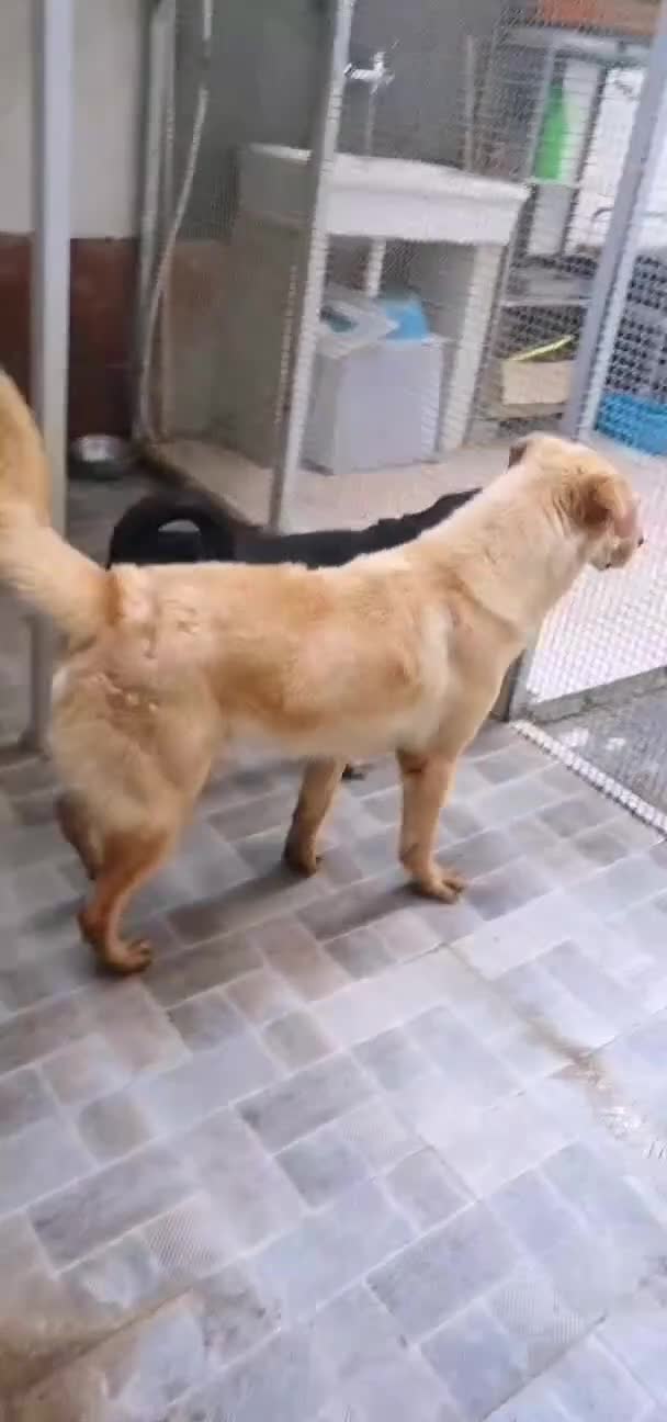Labrador cani in regalo: Billy, labrador in canile - Video 1