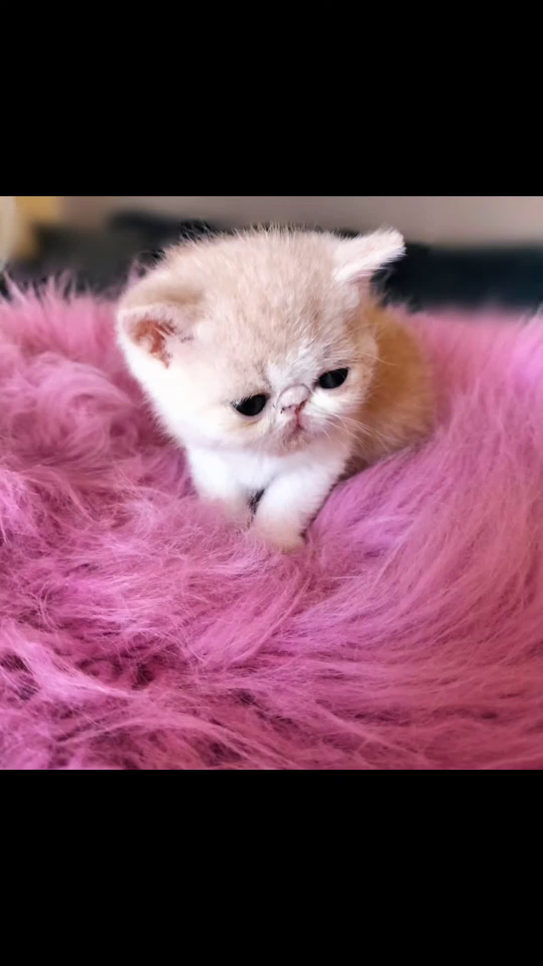 Exotic Shorthair gatti in vendita: Exotic Shorthair allevamento Exodora Sikelia  a Città metropolitana di Catania - Video 1