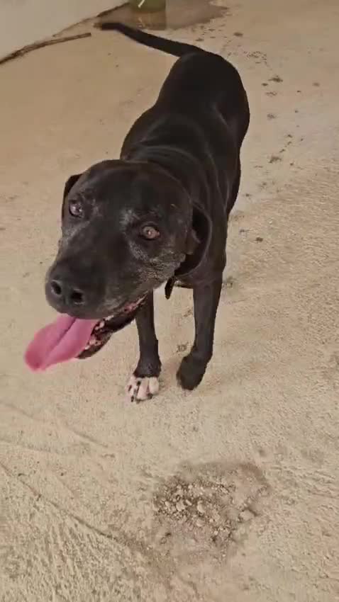Meticcio cani in regalo: Edoardo: taglia media, equilbrato e socievole  - Video 2