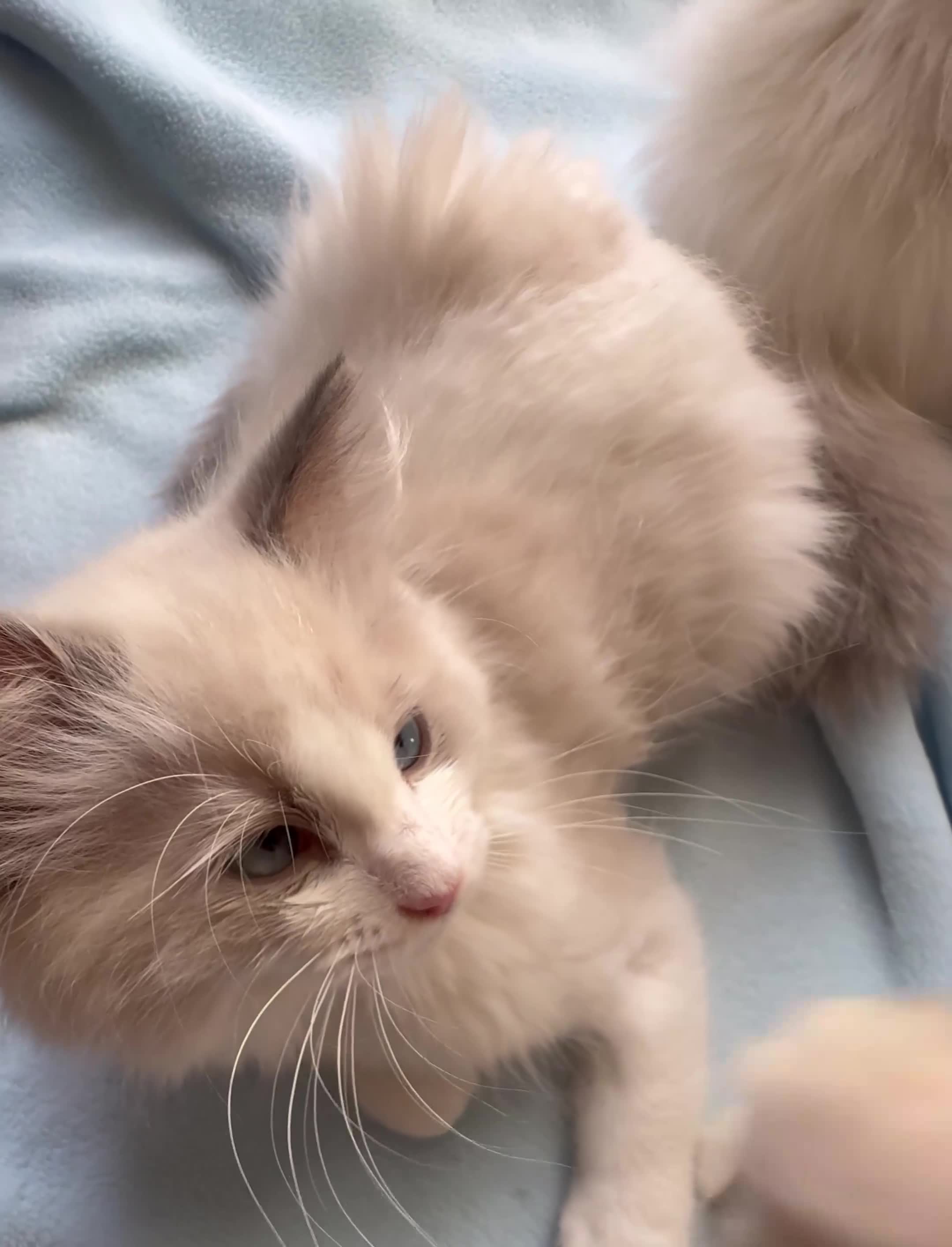 Ragdoll gatti in vendita: Ragdoll - Video 1