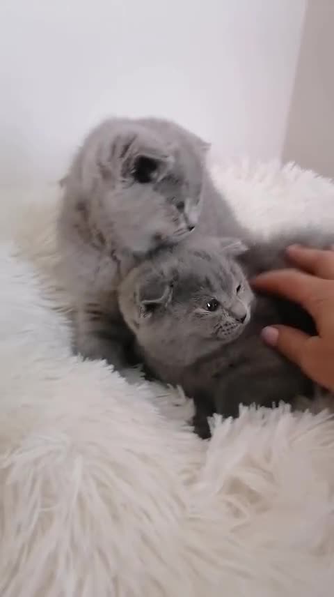 Scottish gatti in vendita: Scottish fold e straight con pedigree - Video 1