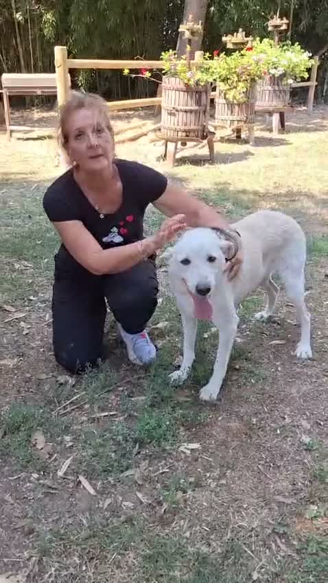 Meticcio cani in regalo: Pepe: dolce e socievole con tutti  - Video 1