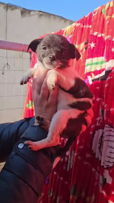 Meticcio cani in regalo: Pizzetta: 2 mesi taglia piccola  - Video 1