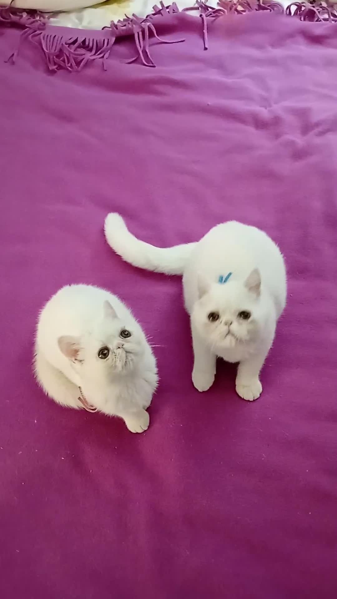 Exotic Shorthair gatti in vendita: gatto bianco exotic short hair - Video 1