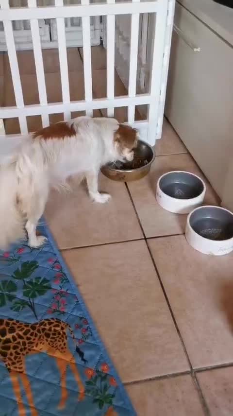Chihuahua cani in vendita: Cuccioli Chihuahua alta genealogia a Provincia di Belluno - Video 1