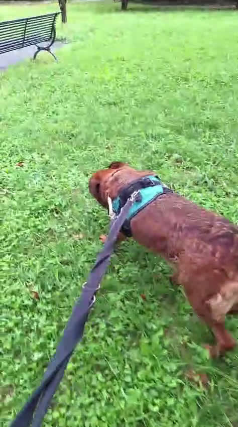 Meticcio cani in regalo: JONAS CERCA CASA E AMORE - Video 1