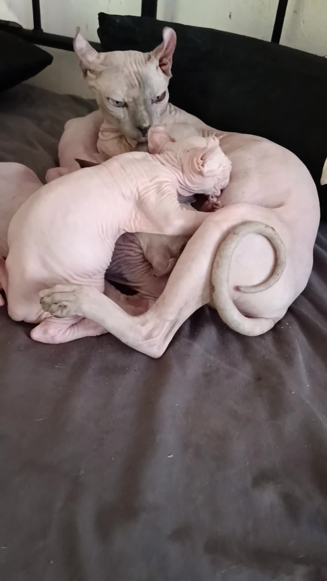 Sphynx gatti in vendita: Sphynx elf - Video 1