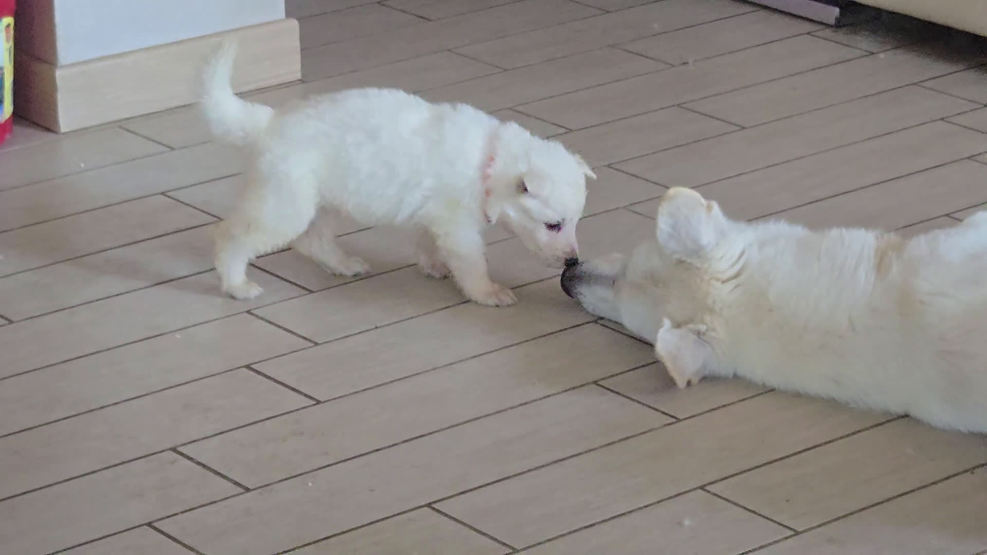 Pastore Svizzero cani in vendita: Cuccioli pastore svizzero bianco  a Province of Brescia - Video 2