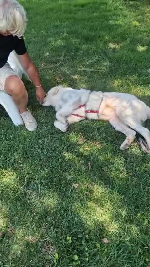 Meticcio cani in regalo: Fatima dolcissima e bravissima con tutti a Città Metropolitana di Firenze - Video 2