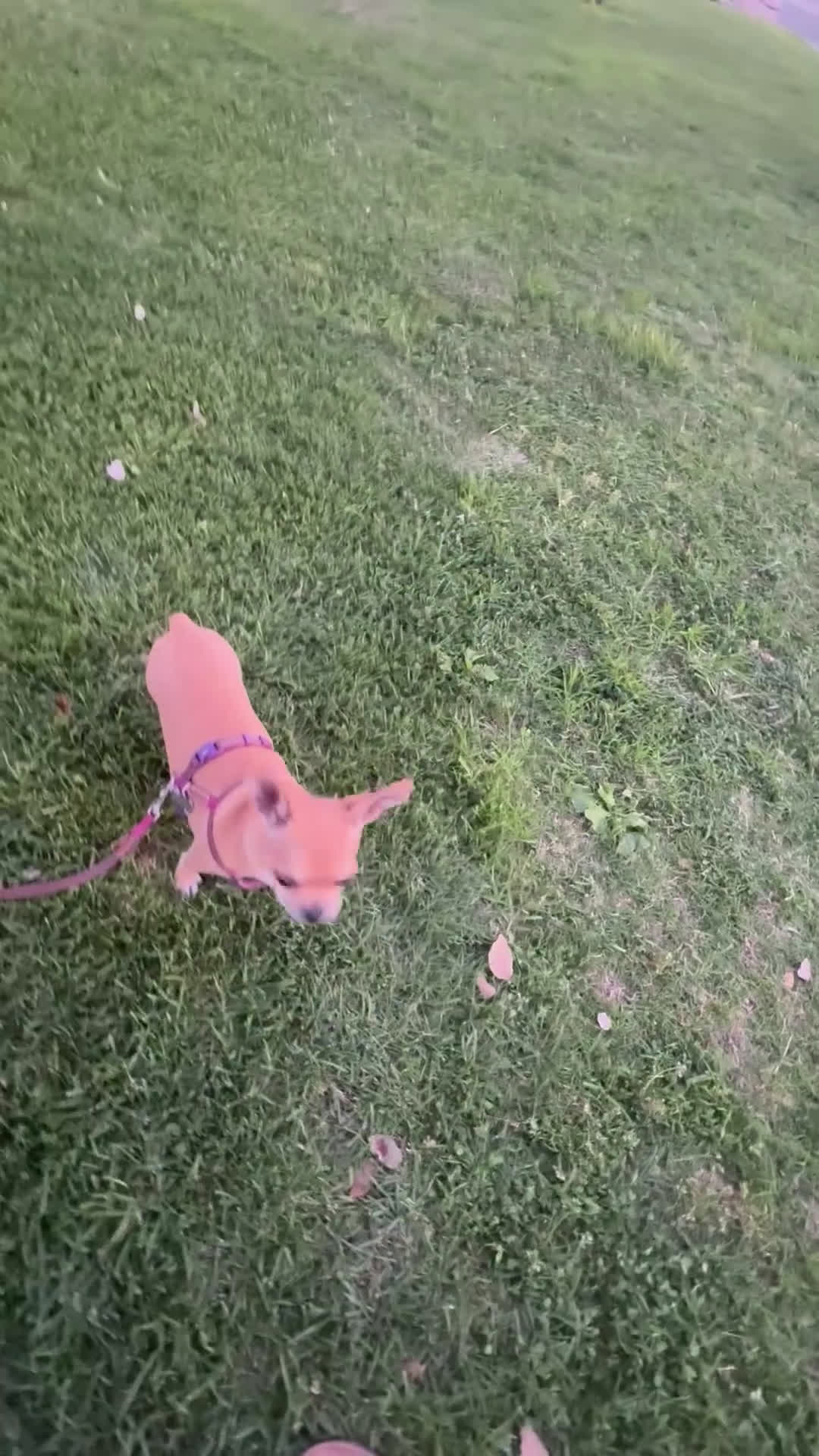 Chihuahua cani in vendita: Maschietto pedigree Enci/Fci RIMBORSO SPESE a Città metropolitana di Roma Capitale - Video 5