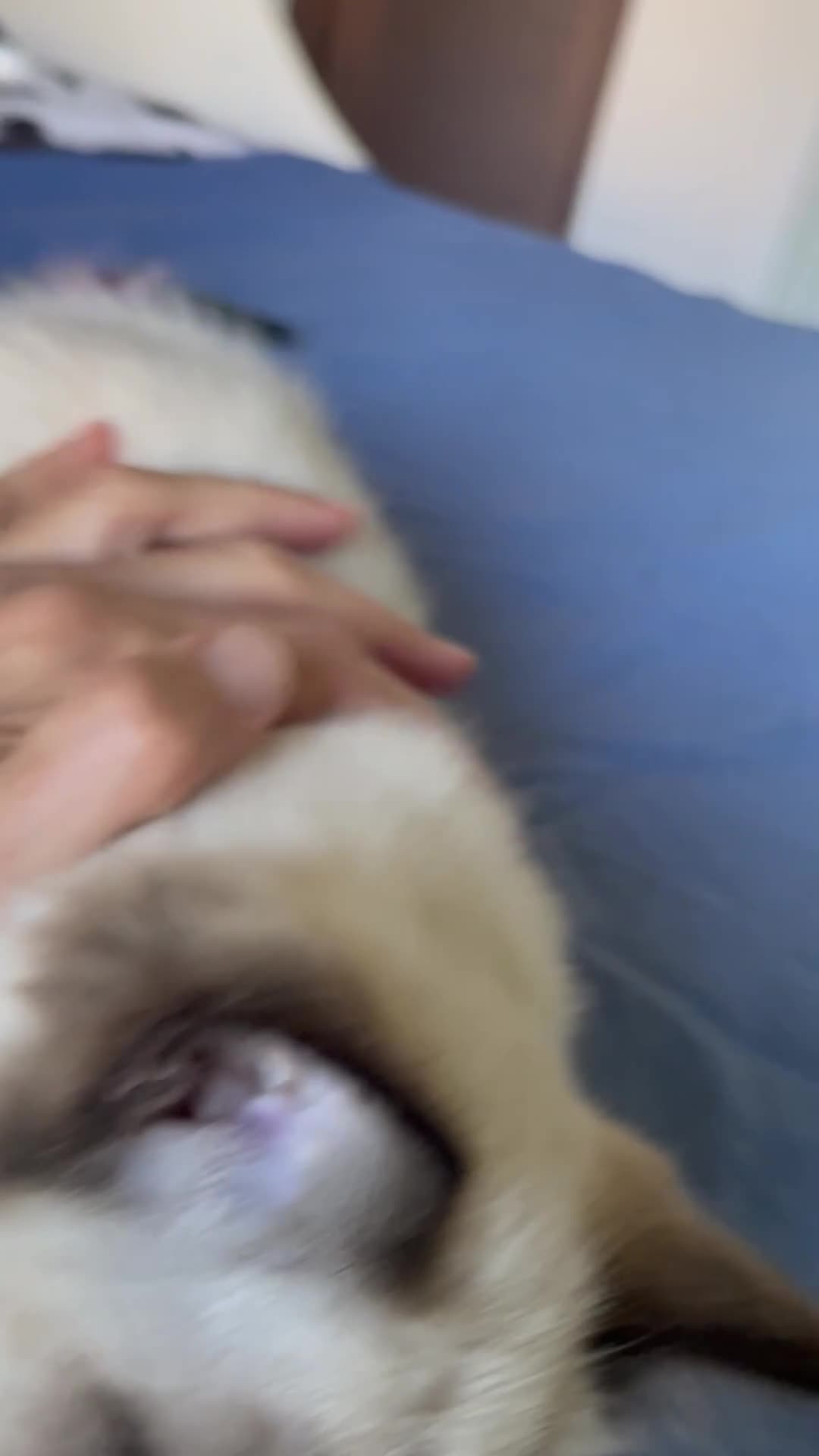 Ragdoll gatti in vendita: Cuccioli Ragdoll con pedigree  - Video 1