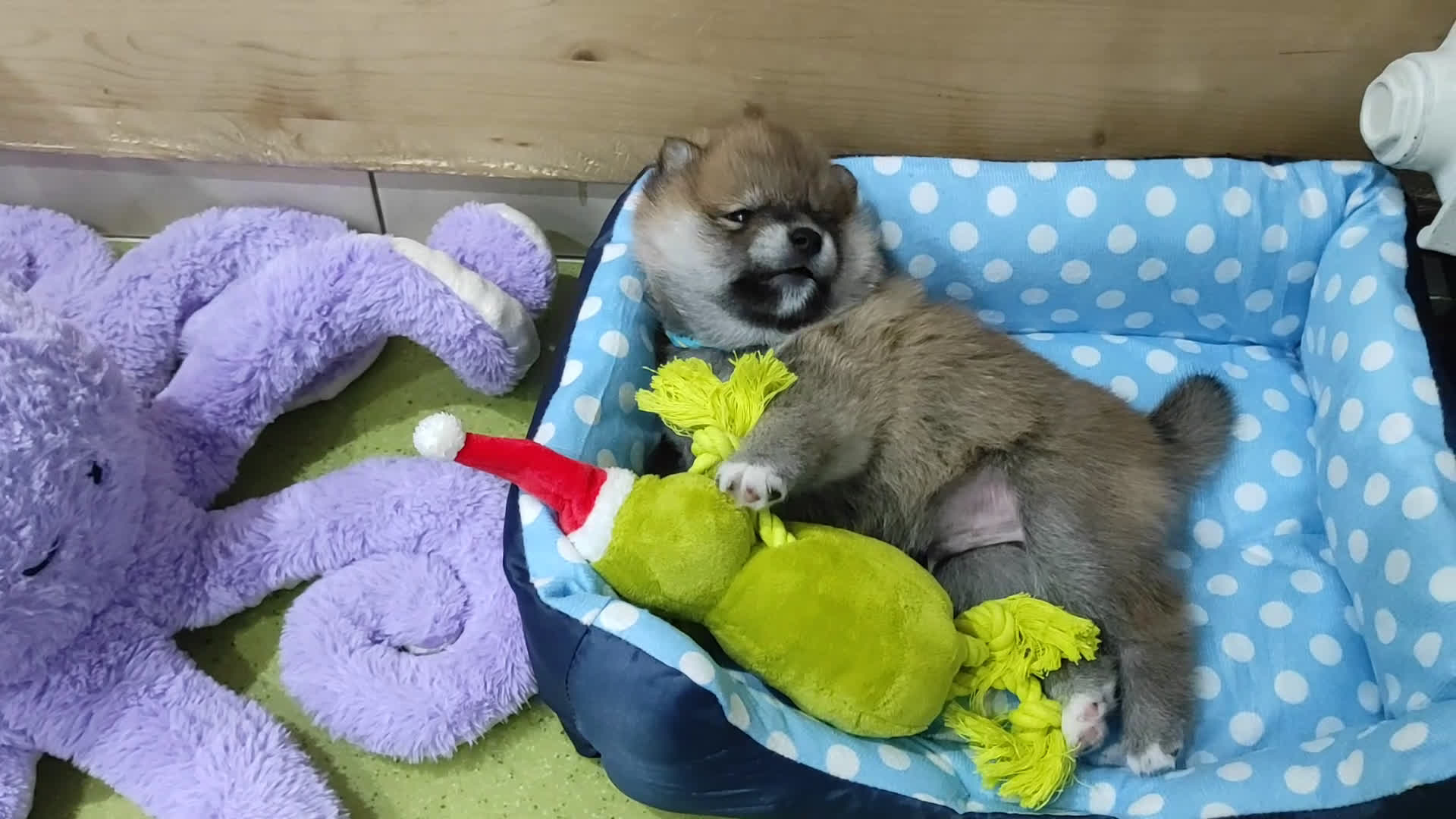 Shiba Inu cani in vendita: Cuccioli di Shiba Inu con genitori testati - Video 3