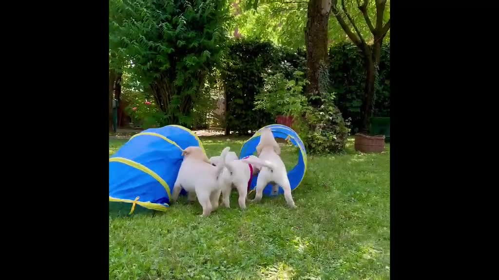 Labrador cani in vendita: Labrador retriever - Video 1