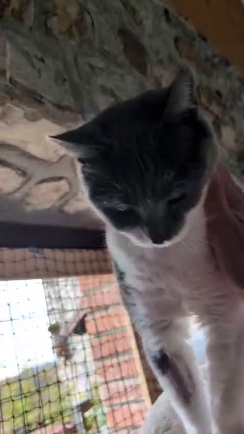 Europeo gatti in regalo: La tua nuova miglior amica Micia ti aspetta! - Video 1