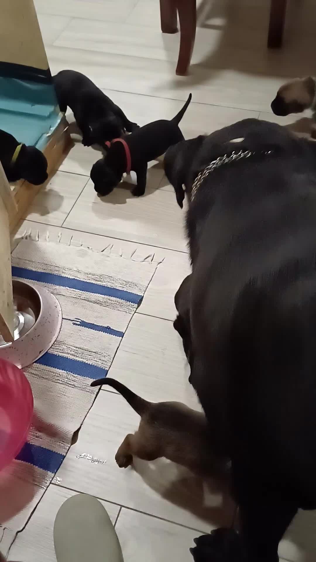 Cane Corso cani in vendita: Cuccioli Cane Corso a Città metropolitana di Palermo - Video 2