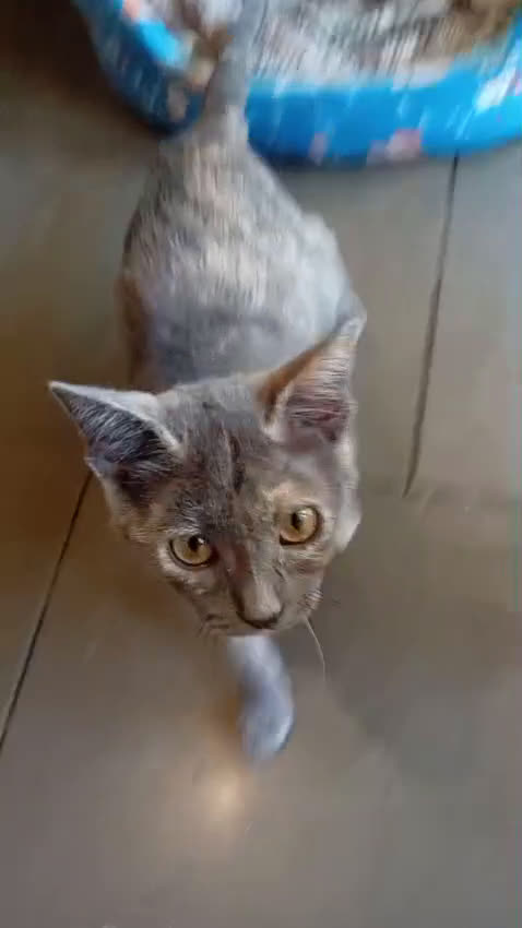 Meticcio gatti in regalo: LA DOLCISSIMA TEMPESTA - Video 1