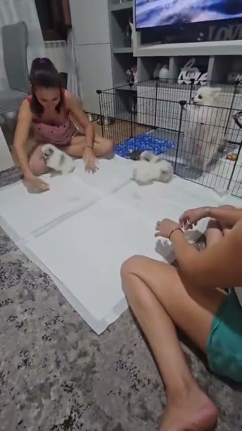 Volpino Pomerania cani in vendita: Volpino pomerania - Video 1