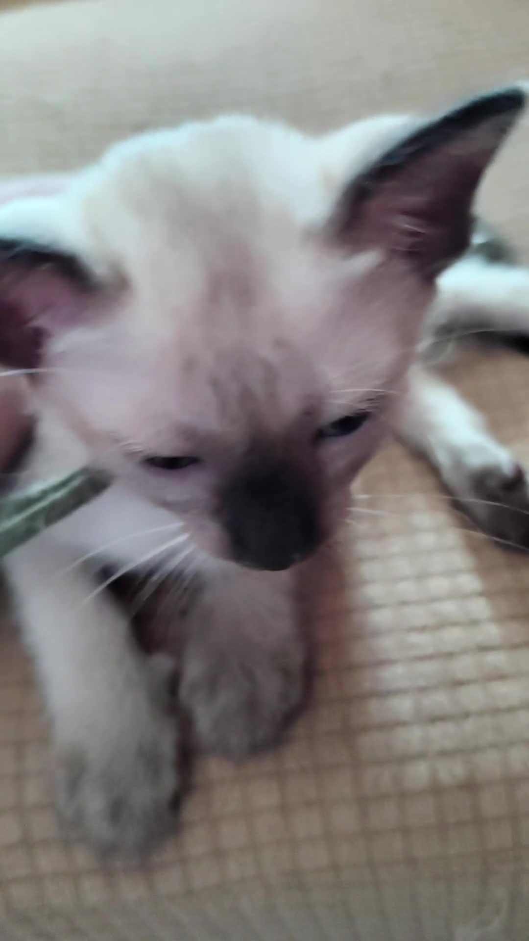 Thai gatti in vendita: Siamese tradizionale, Thai microchip e pedigree  - Video 1