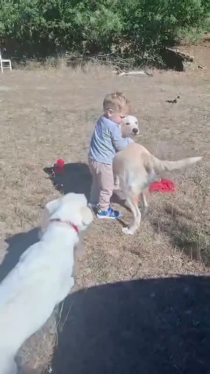 Meticcio cani in regalo: Flora  a Provincia di Potenza - Video 1