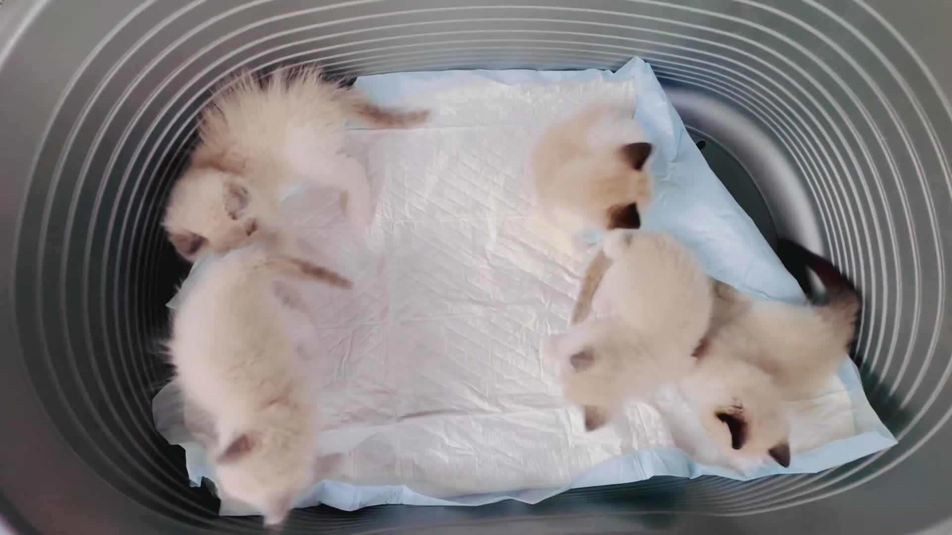 Ragdoll gatti in vendita: Cuccioli RAGDOLL  Pedigree / Pet Therapy - Video 1