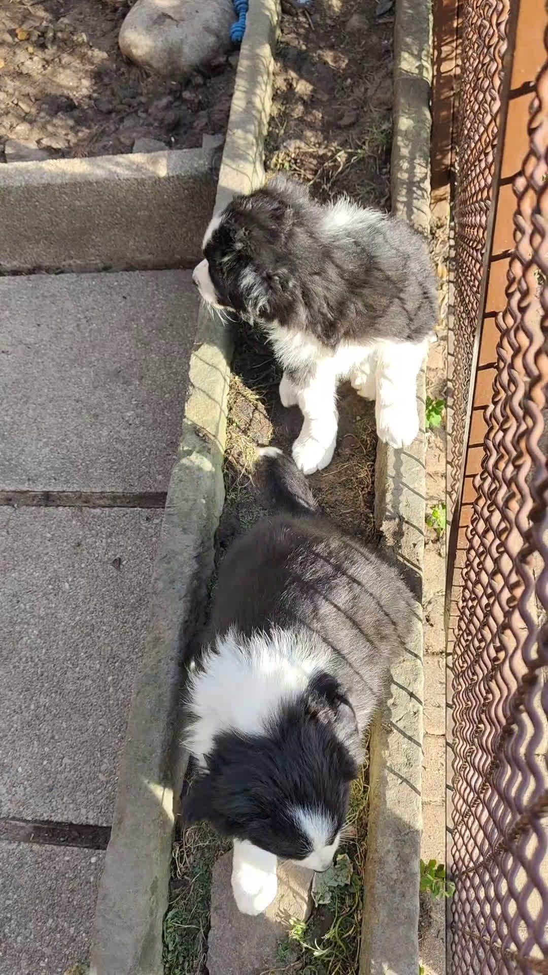 Border Collie cani in vendita: Ultime due femmine - Video 1