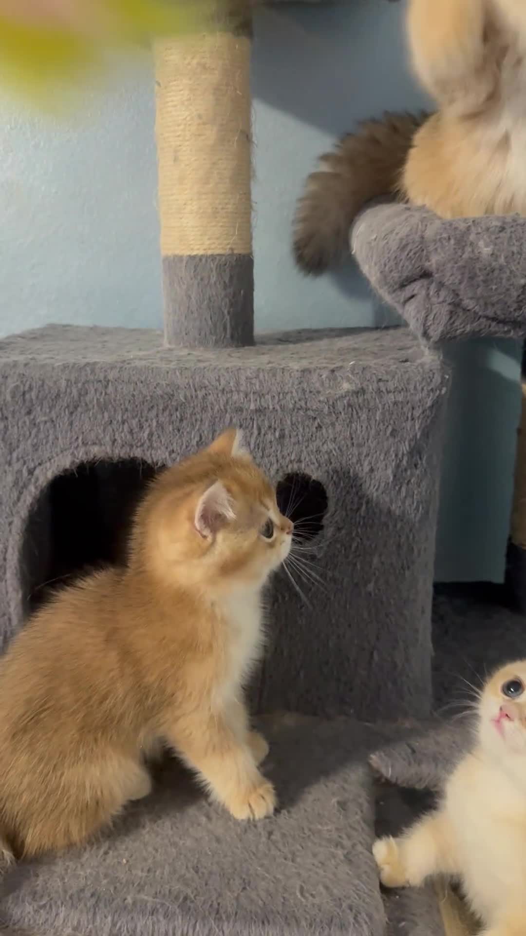 British gatti in vendita: British Golden  - Video 1